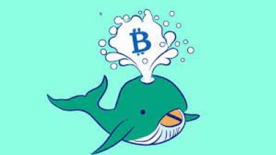 What Are Crypto Whales? - Complete Review 2024?